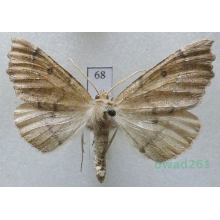 Odontopera bidentata (Clerck, 1759) male Czech68